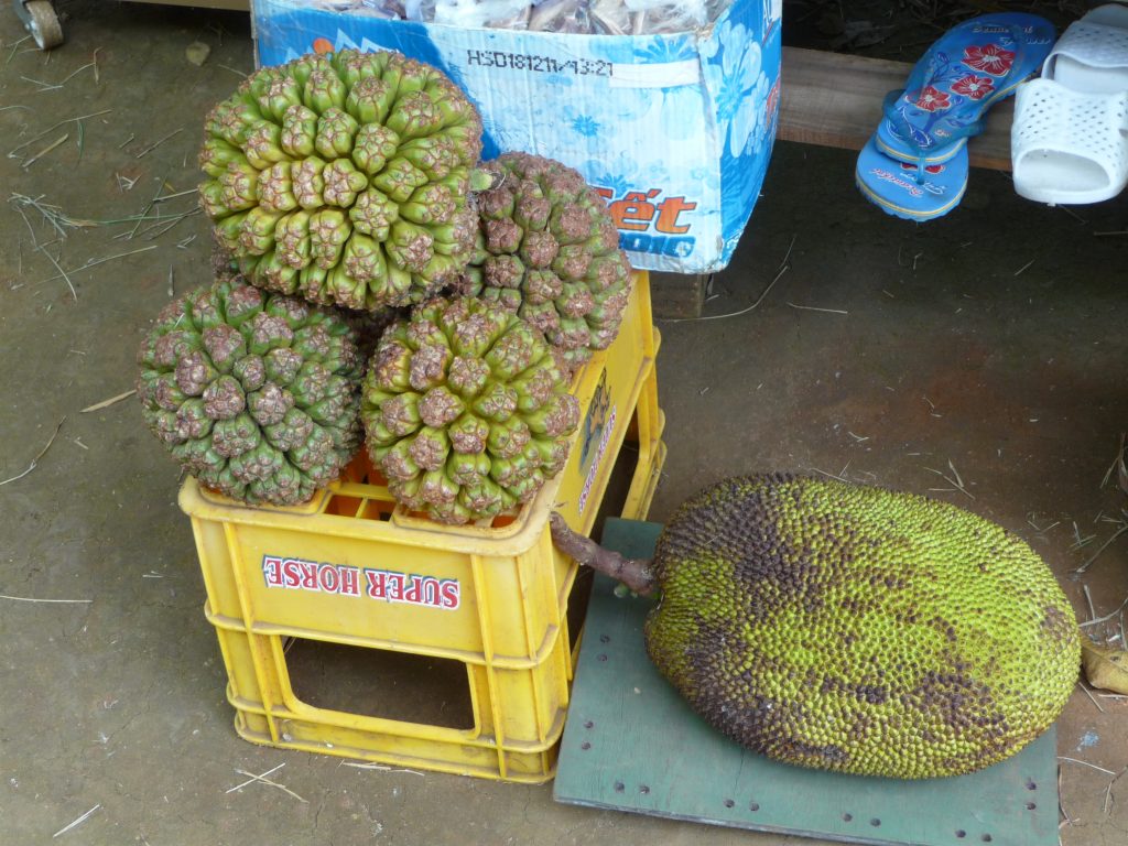Jungle pineapple and jackfruit in Hue