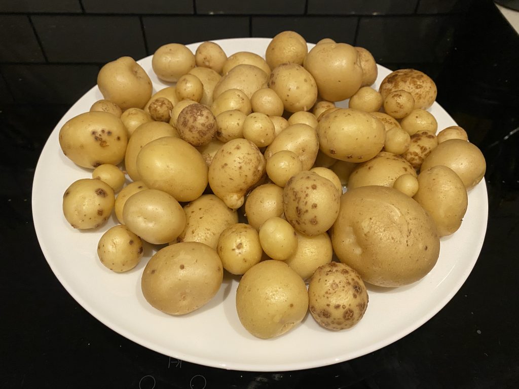 Potatoes from the garden