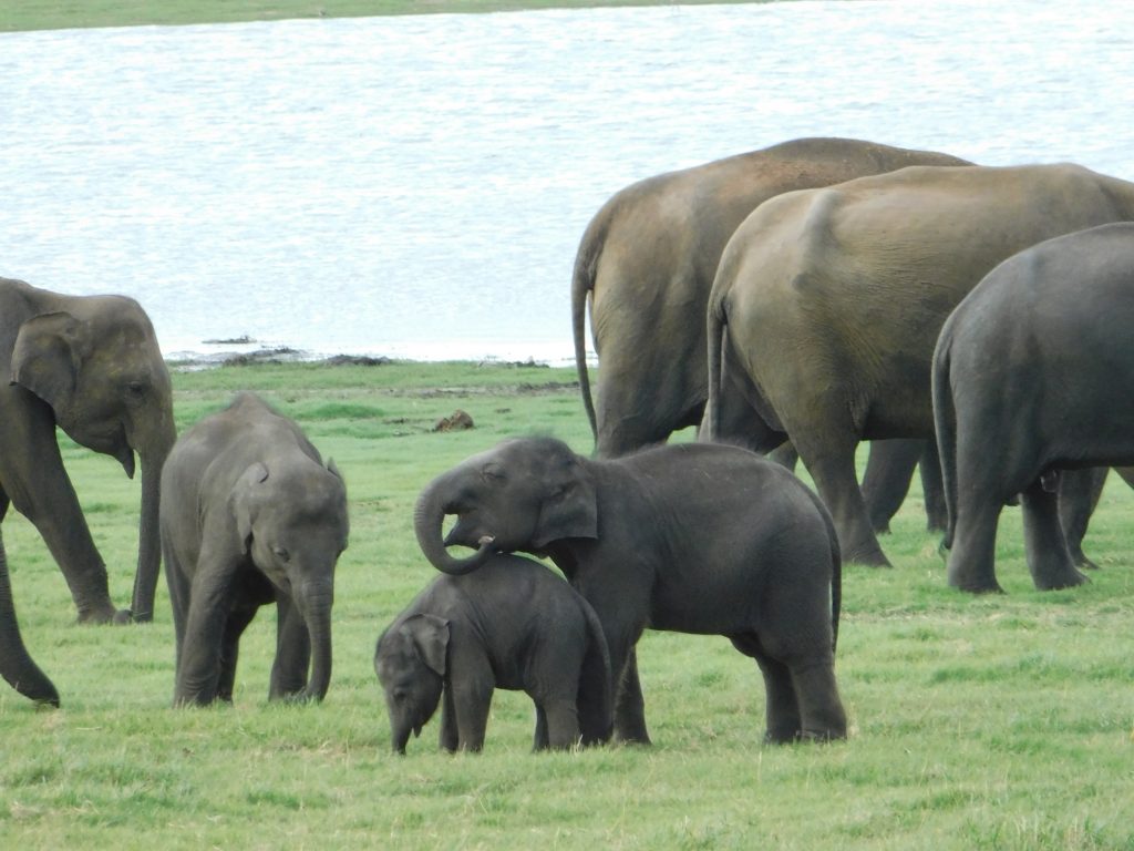Elephants at Kaudalla national park