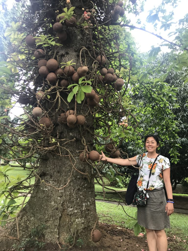 Cannonball tree at Kandy Royal Botanical Gardens