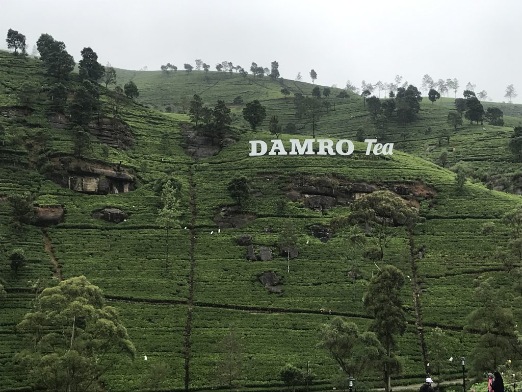 Damro Tea Plantation and factory