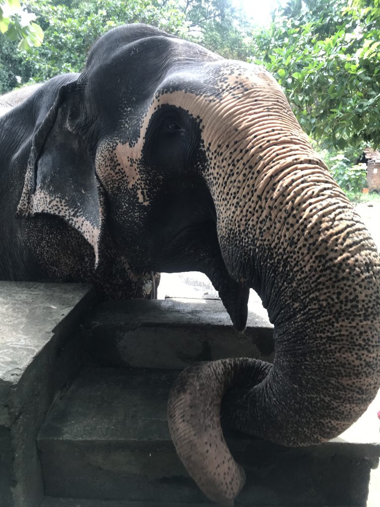 Gentle giant Raja at the Millenium elephant centre