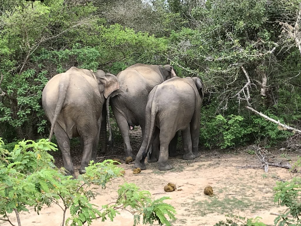 Yala National Park elephant butts