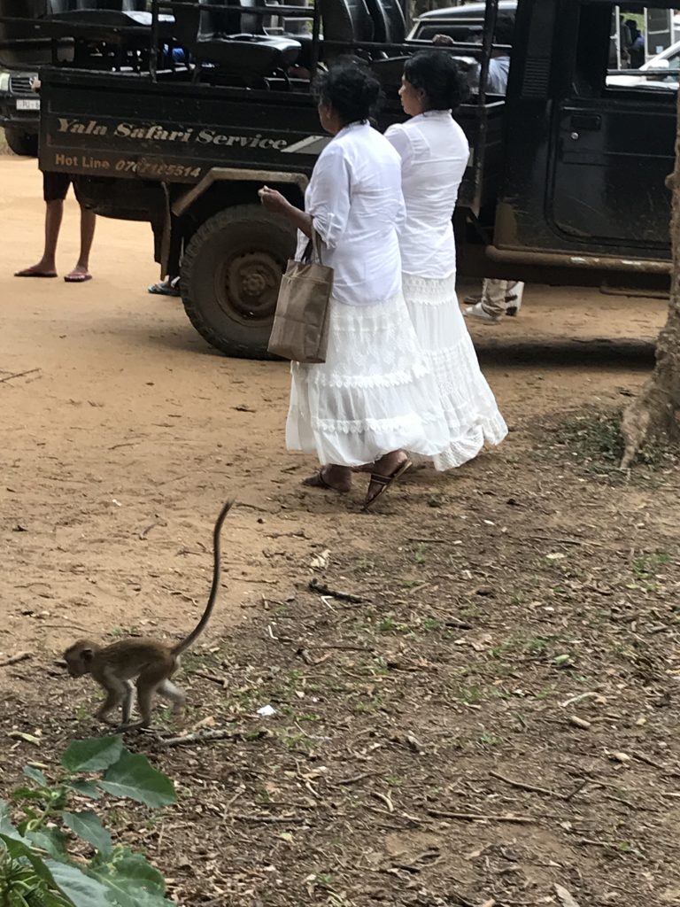 Yala National Park curious monkeys