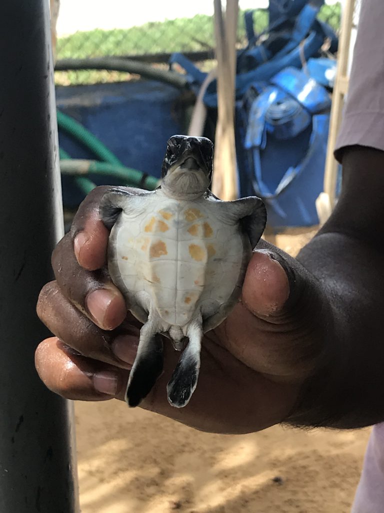 Turtle hatchery in Habaraduwa