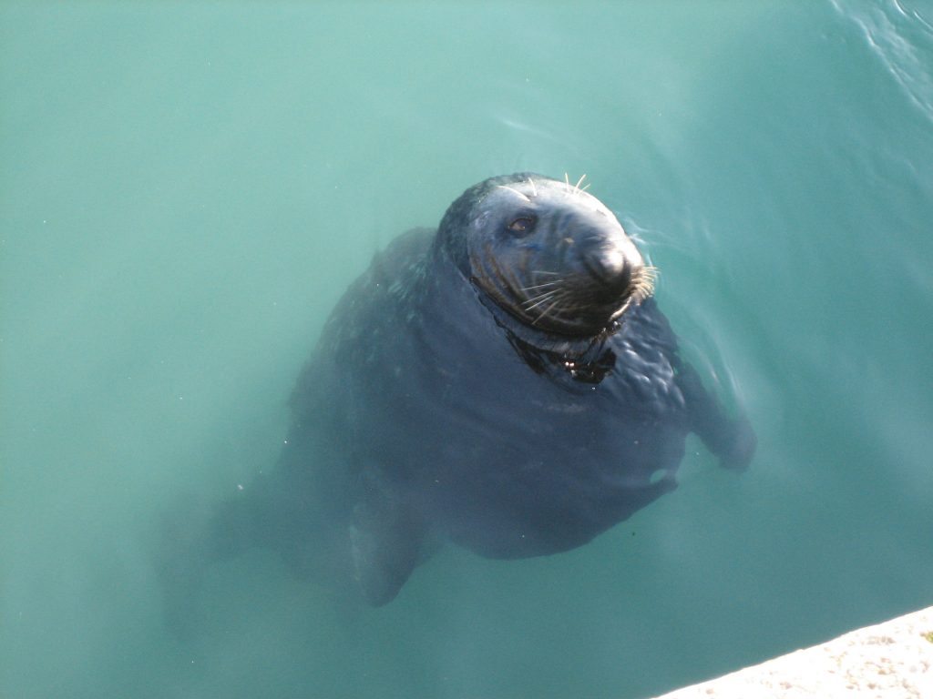 Sea Lion in Howth