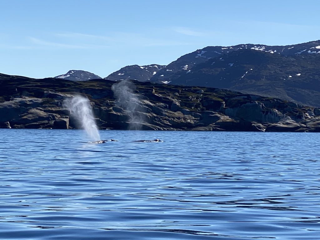 Spouting fin whales in Disko Bay