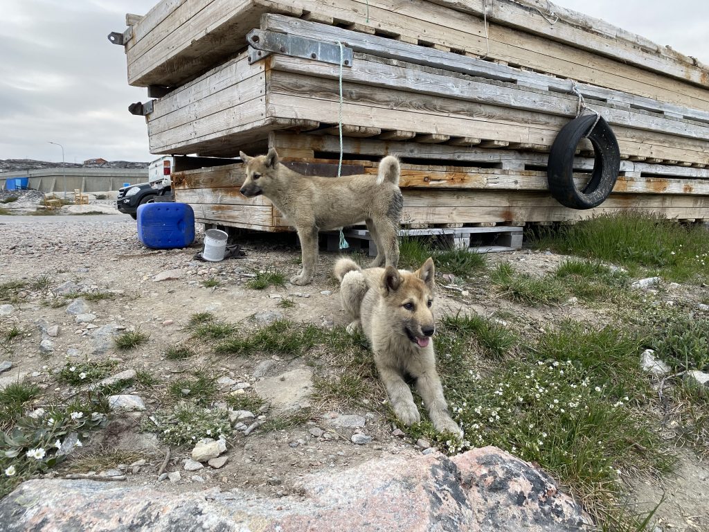 Sled dog puppies in Ilulissat