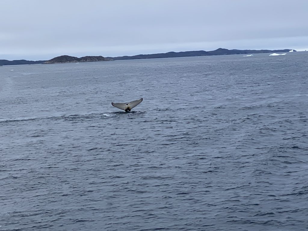 Humpback whale swimming, on the way to Aasiaat