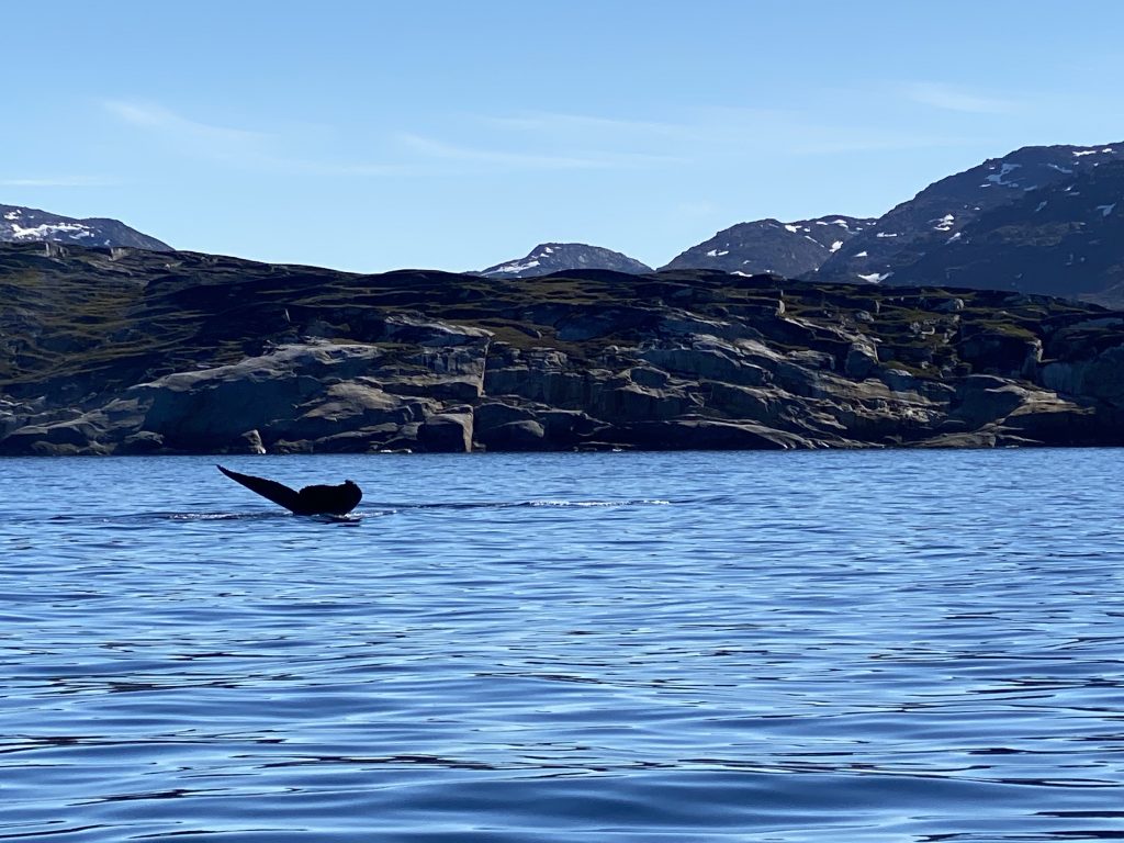 Fin whale tail in Disko Bay
