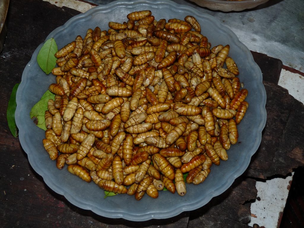 Meal worms at the Hanoi Cooking Centre