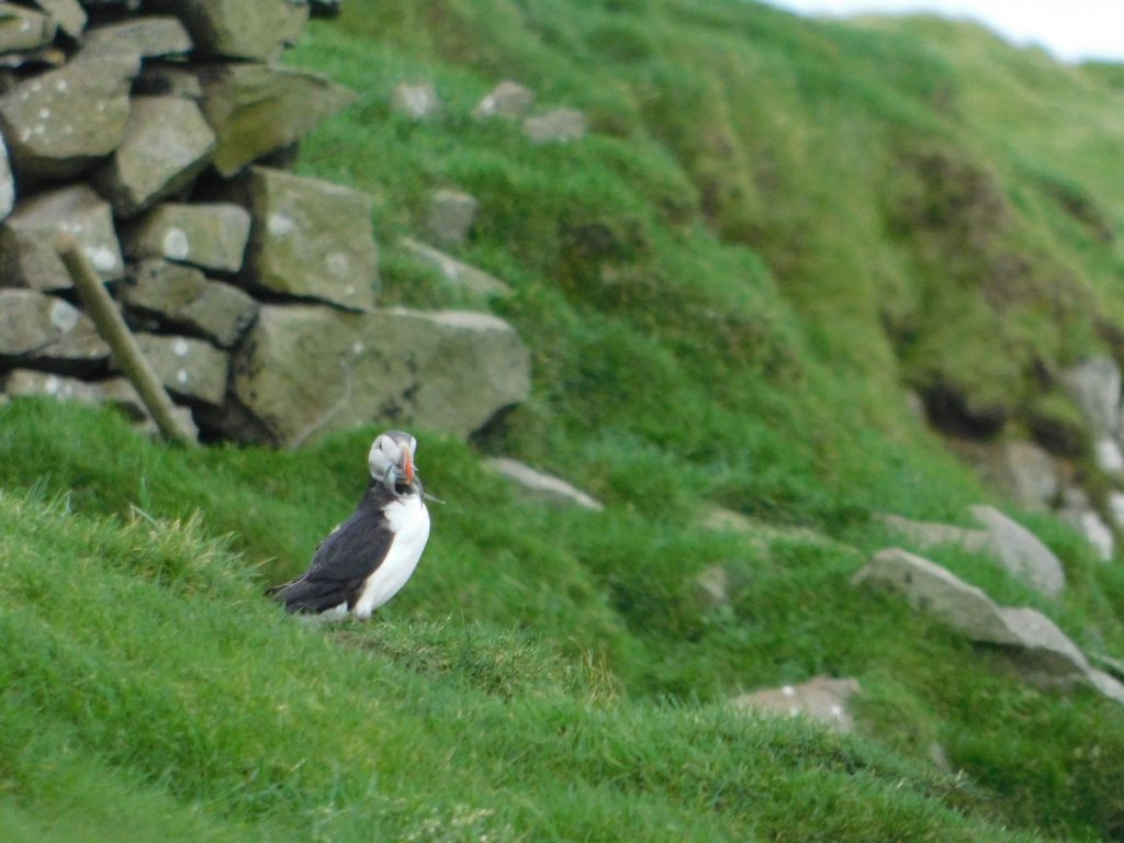 Puffin eating fish on Mykines