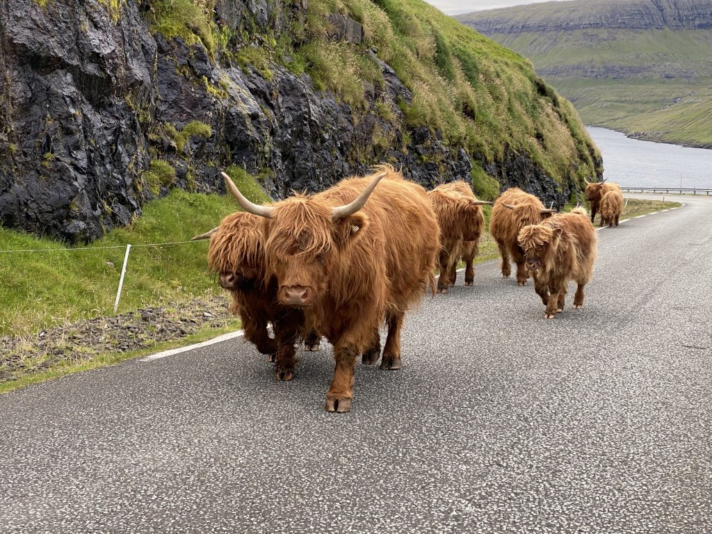 Faroe Islands traffic jam with Highland cattle