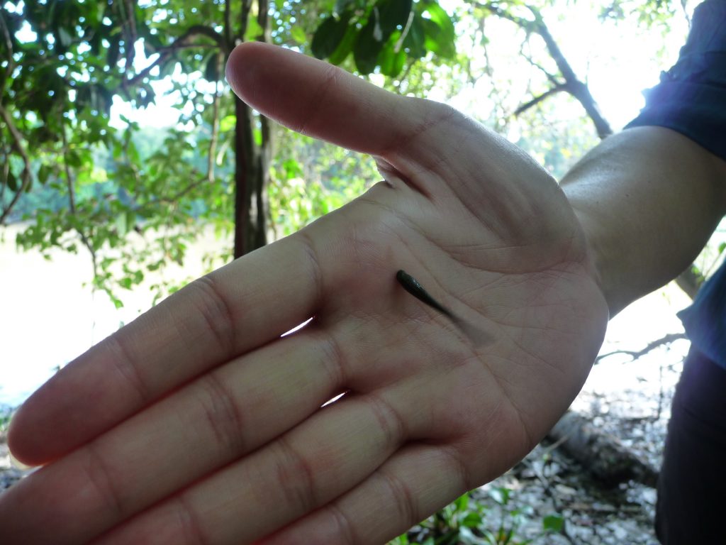 My very own tiger leech but luckily it didn't find any soft skin to attach to