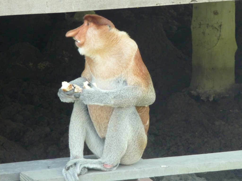 Jonathan, Proboscis monkey at Labuk Bay Sanctuary