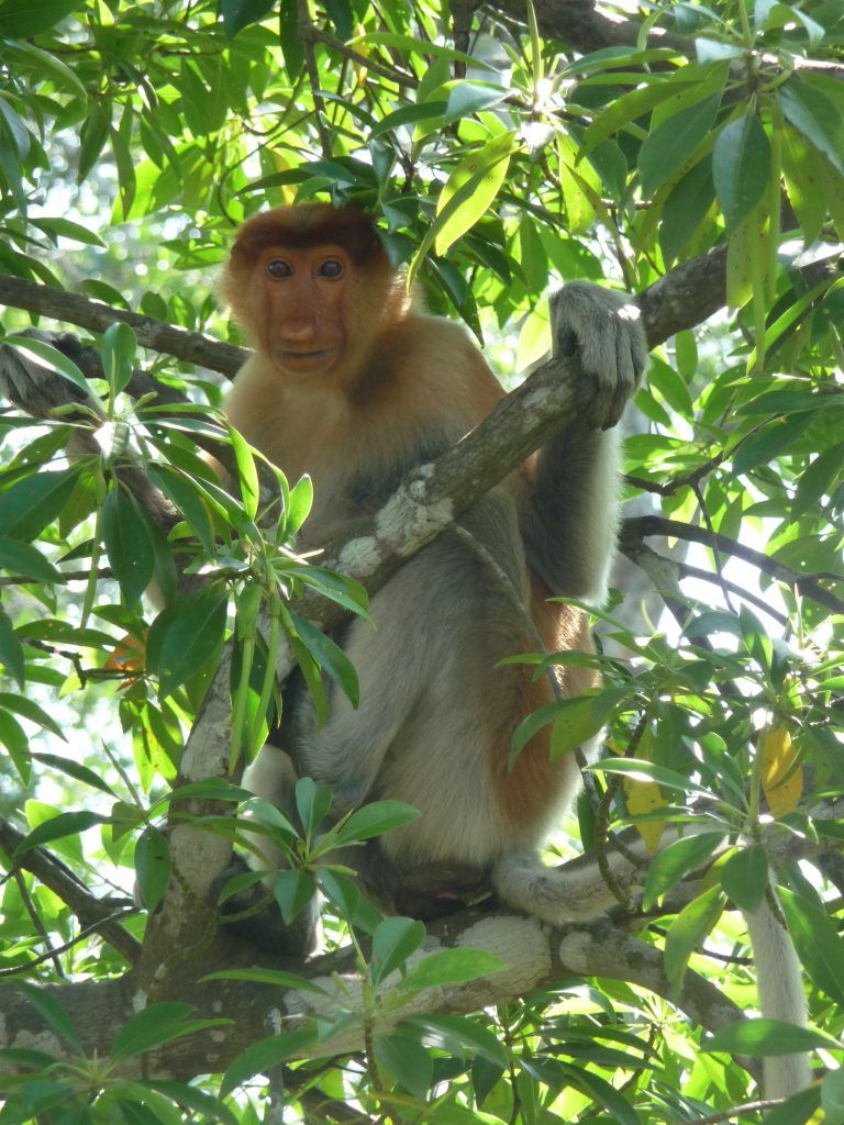 Proboscis monkey at Labuk Bay Sanctuary