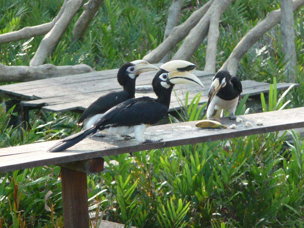 Hornbills at Labuk Bay Sanctuary