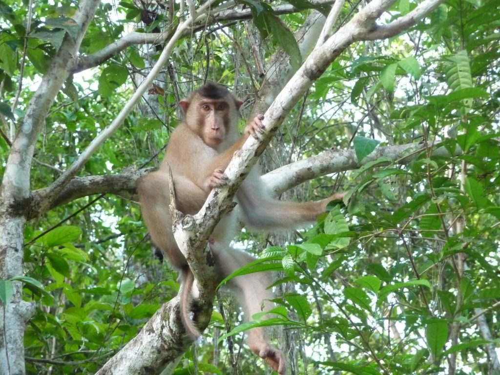 Pig-tailed macaque in the tree above