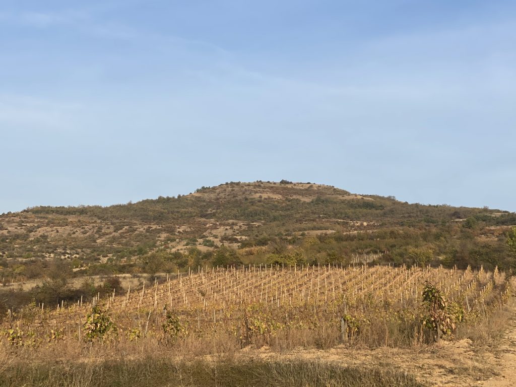 Grape vineyards on the way to Tikves lake