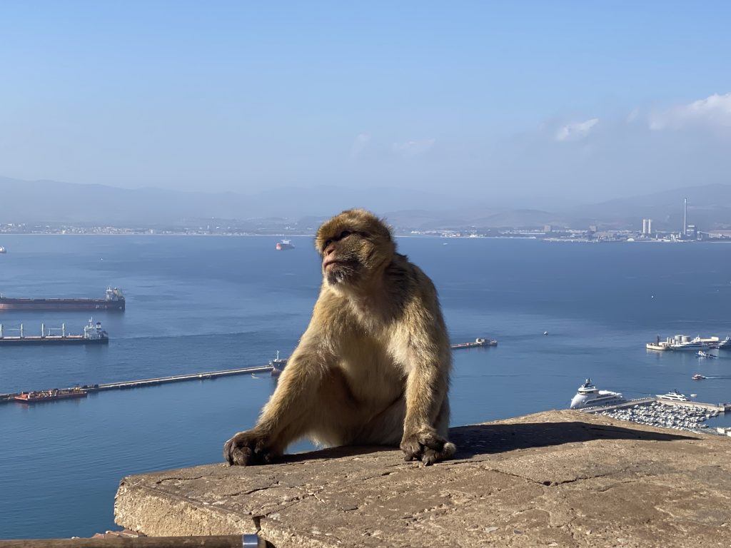 Monkey posing and view from Rock of Gibraltar
