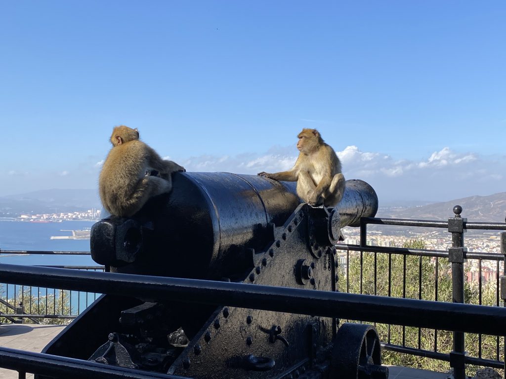 Monkeys ready to fire the canon at the Great Siege tunnel