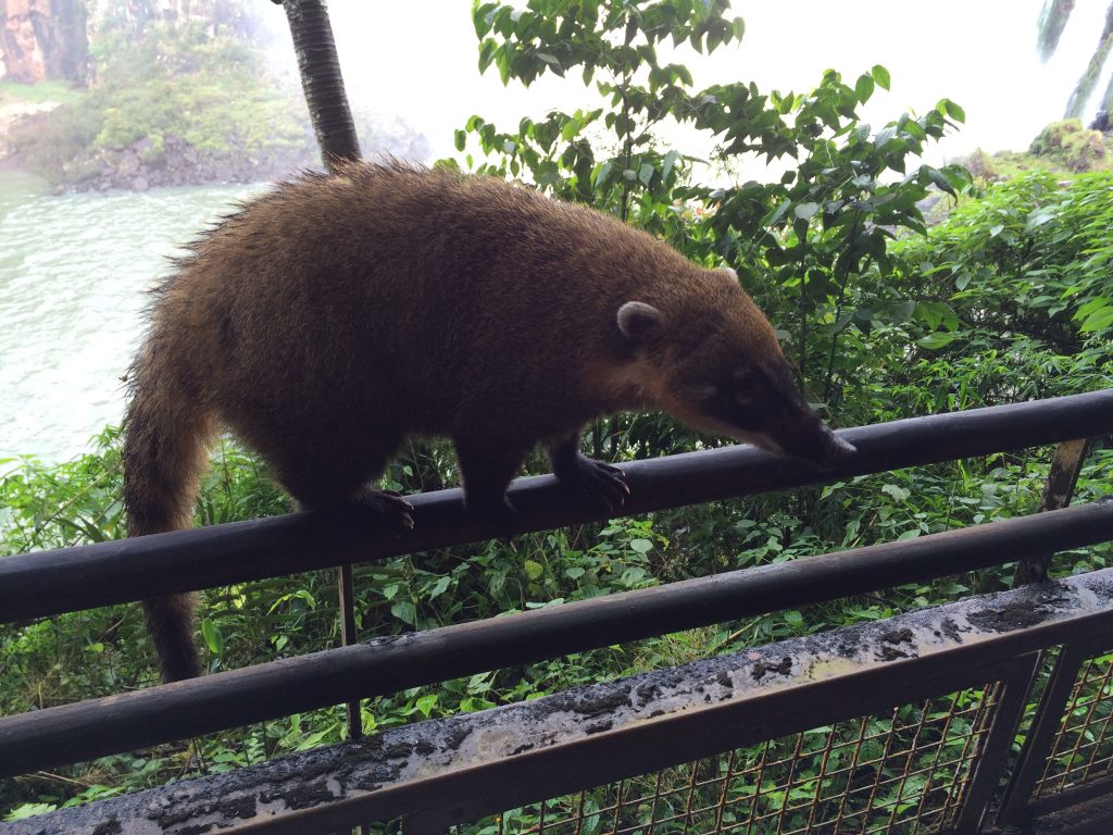 Curious coati at Iguazu Falls