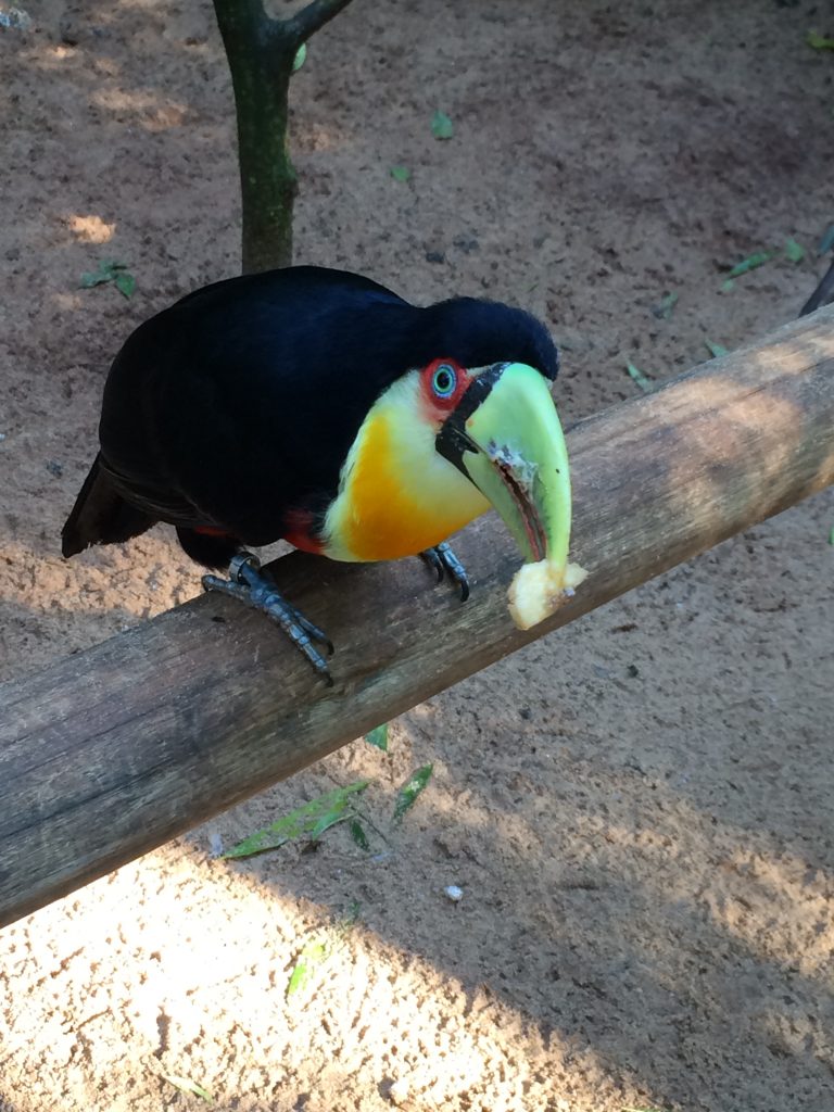 Hornbill at the Iguazu bird park