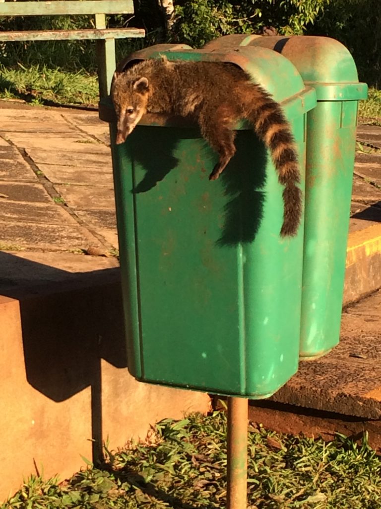 A coati stuck in the trash bin in Iguazu