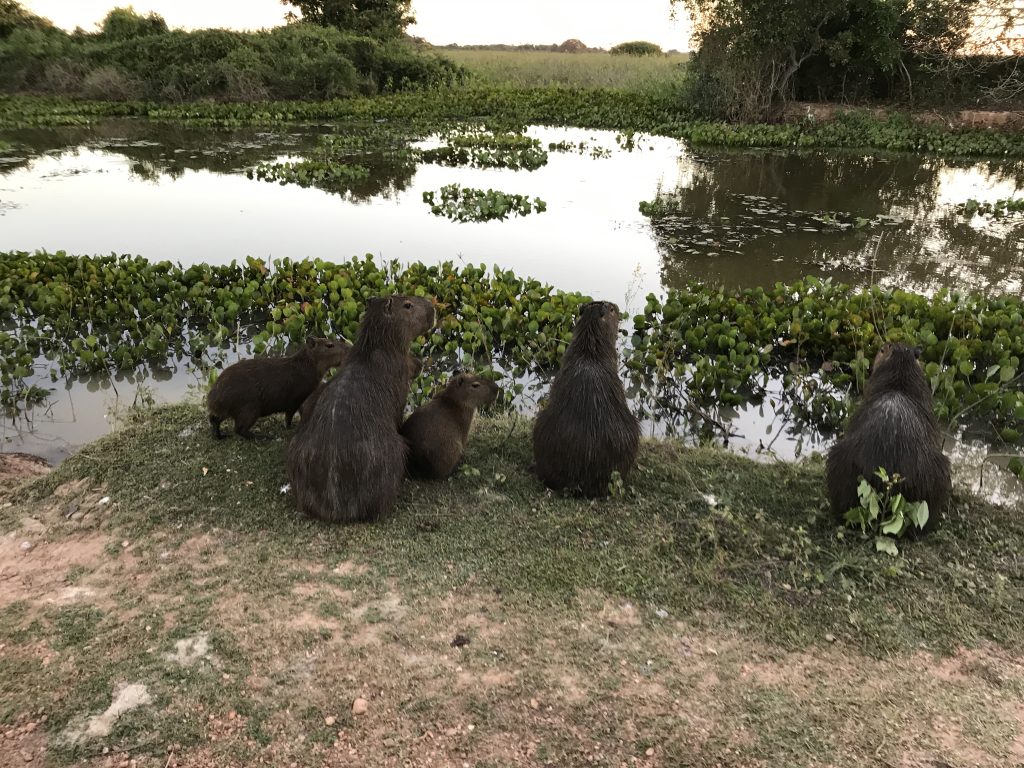 Capybara in Pantanal