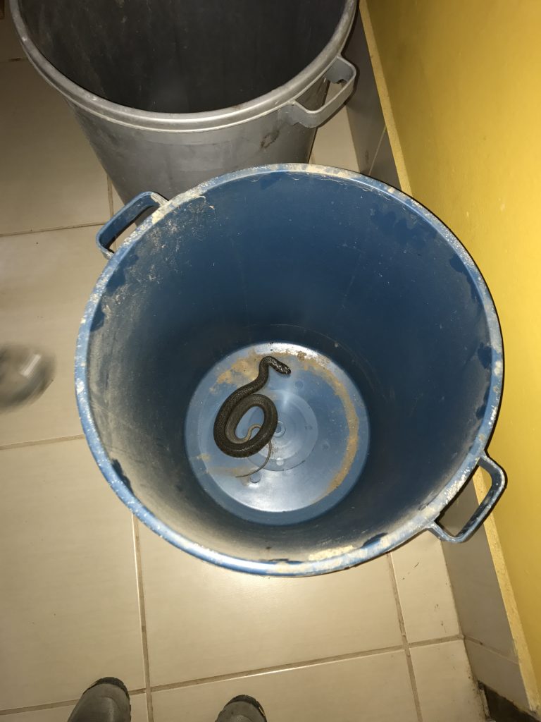 Snake found in Pouso Alegre Lodge