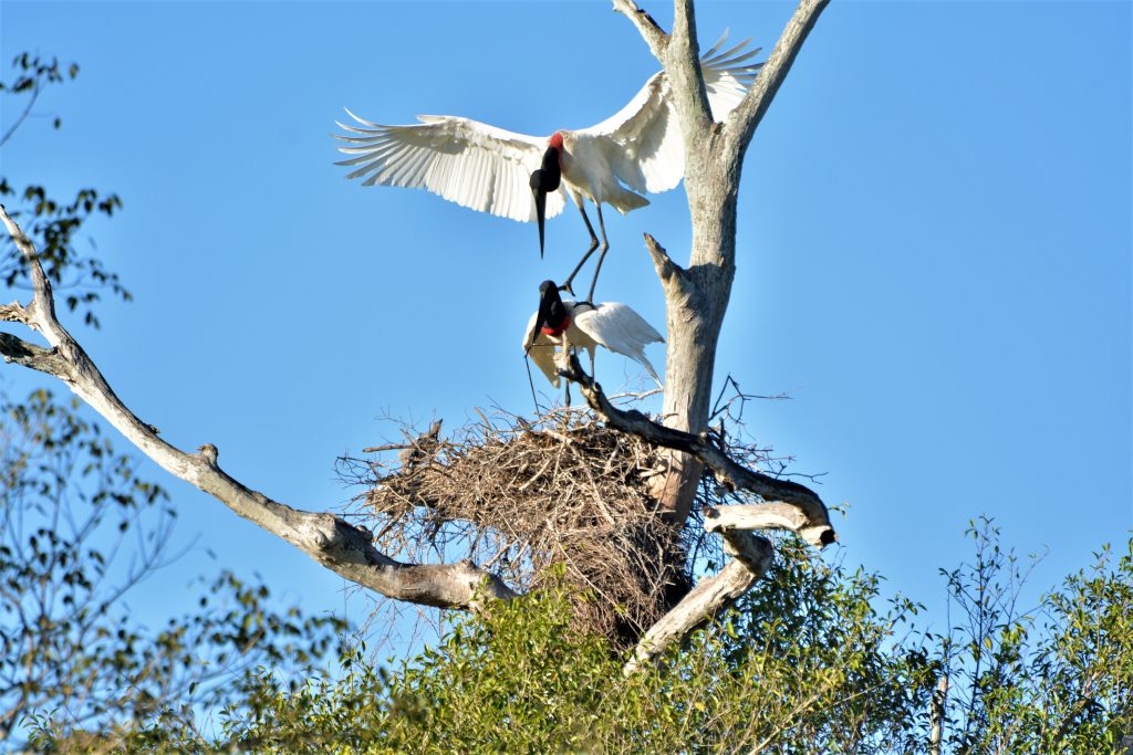 Jabiru storks in Pantanal, photo by Julinho of Pantanal Trackers