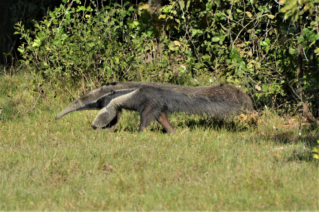 Anteater in Pantanal, photo by Julinho of Pantanal Trackers