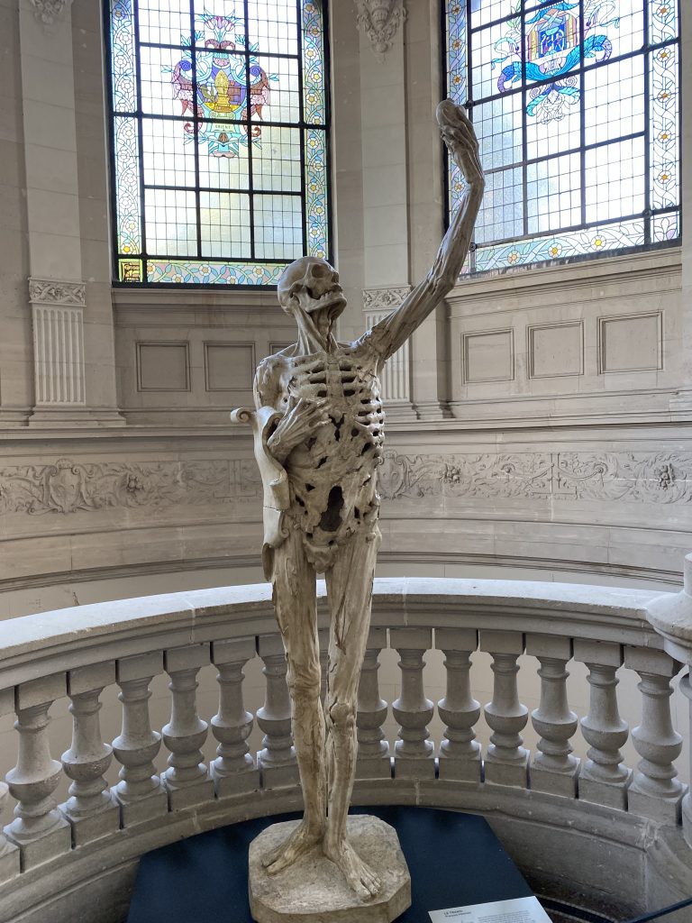 Palais des Beaux Arts, Skeleton selfie