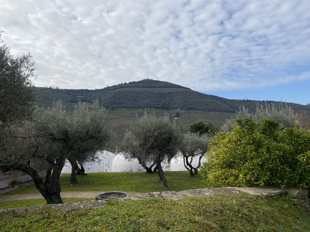 Croft port vineyard with olive trees