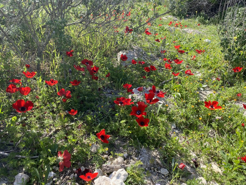 Beautiful wild poppies in Beit Guvrin