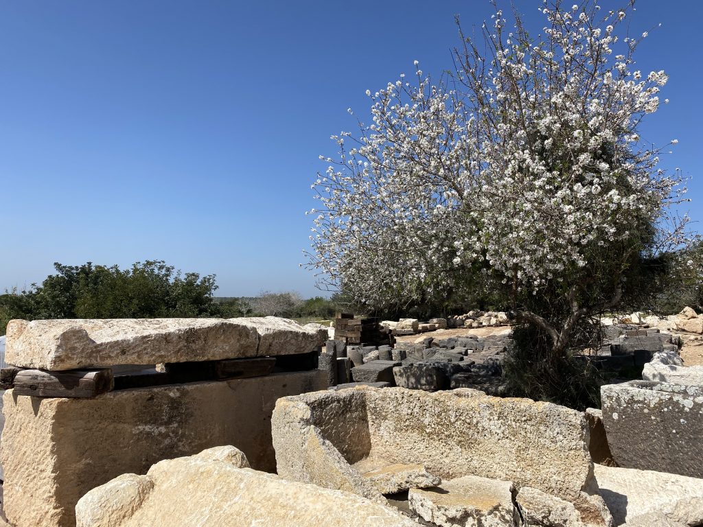 Almond blossoms in the outdoor architectural museum, Beit Guvrin