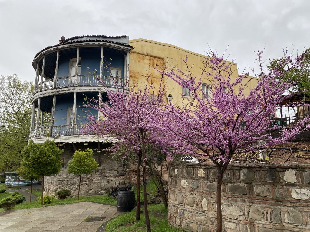 Cherry blossoms in Tbilisi