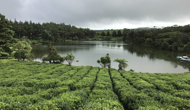 Bois Cheri tea plantation
