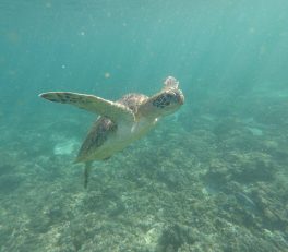 Al ‪Diymaniyat Islands turtle