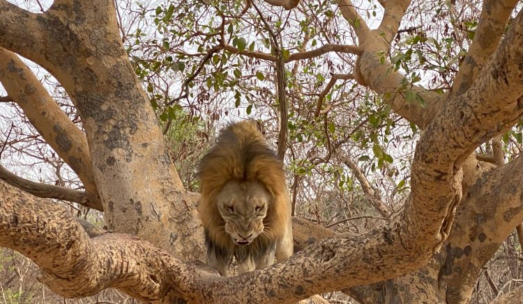 Lion at Fathala Reserve